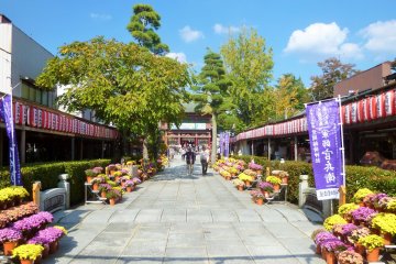 Kasama Chrysanthemum Festival