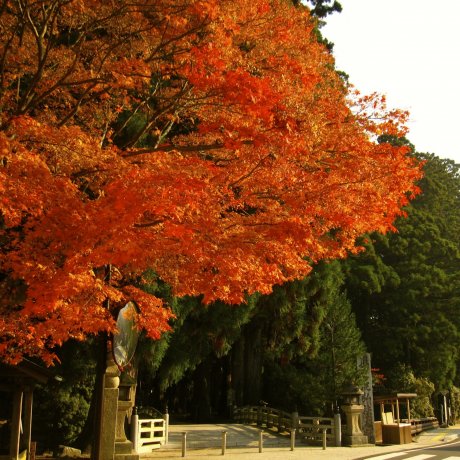 Things to Do in Wakayama