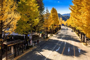 Hachioji Gingko Festival