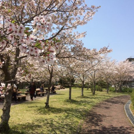 Cherry Blossom in Chugoku
