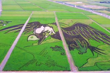 Rice Field Art in Gyoda