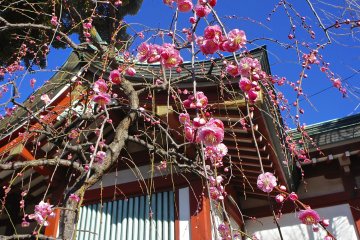 Kameido Tenjin Shrine Plum Festival