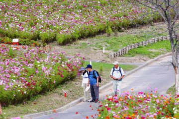 Cosmos Festa at Taiyo-no-Oka Engaru Park