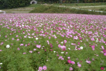 Higashi Sanbin Flower Valley Cosmos Festival