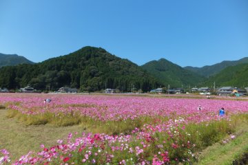 Kiyozumi Cosmos Festival