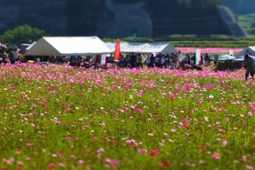 Maenohama Cosmos Festival