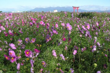 Koizumi Cosmos Festival