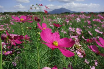 Cosmos Season at Kokaigawa Fureai Koen Park