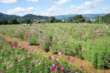 Cosmos Alley in Shinshiro, Aichi