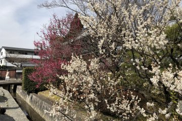 Umenomiya Taisha Plum Festival