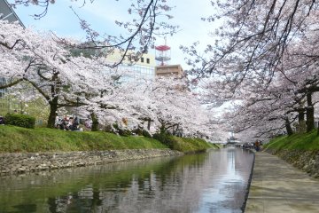 Sakura Season and Spring Cruise at Toyama's Matsukawa Park