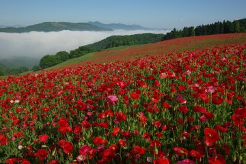 Sky of Poppies