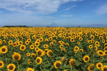 Sunflower Festa at Soleil Hill