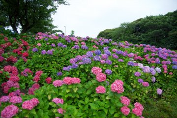 Wakamatsu Hydrangea Festival