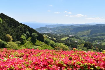 Himenosawa Park Flower Festival