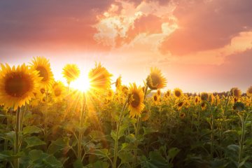 Naka Sunflower Festival