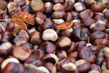 Hinokage Chestnut Festival