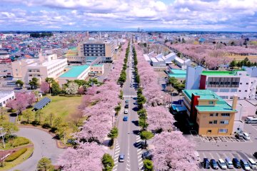 Towada City Spring Festival