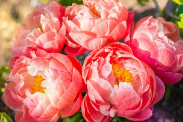 Senhime Peony Festival
