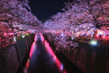 Meguro River Cherry Blossom Festival