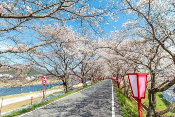 Tenryo Kuse Sakura Festival
