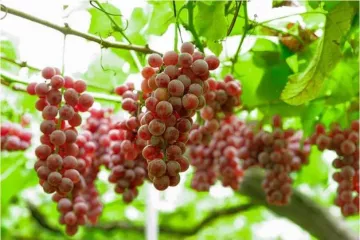 Nanyo Wine Festival