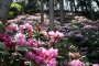 Oki Rhododendron Garden Rhododendron Festival