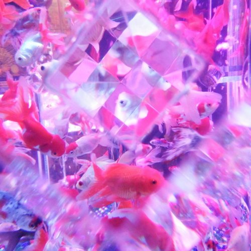 Art Aquarium Museum